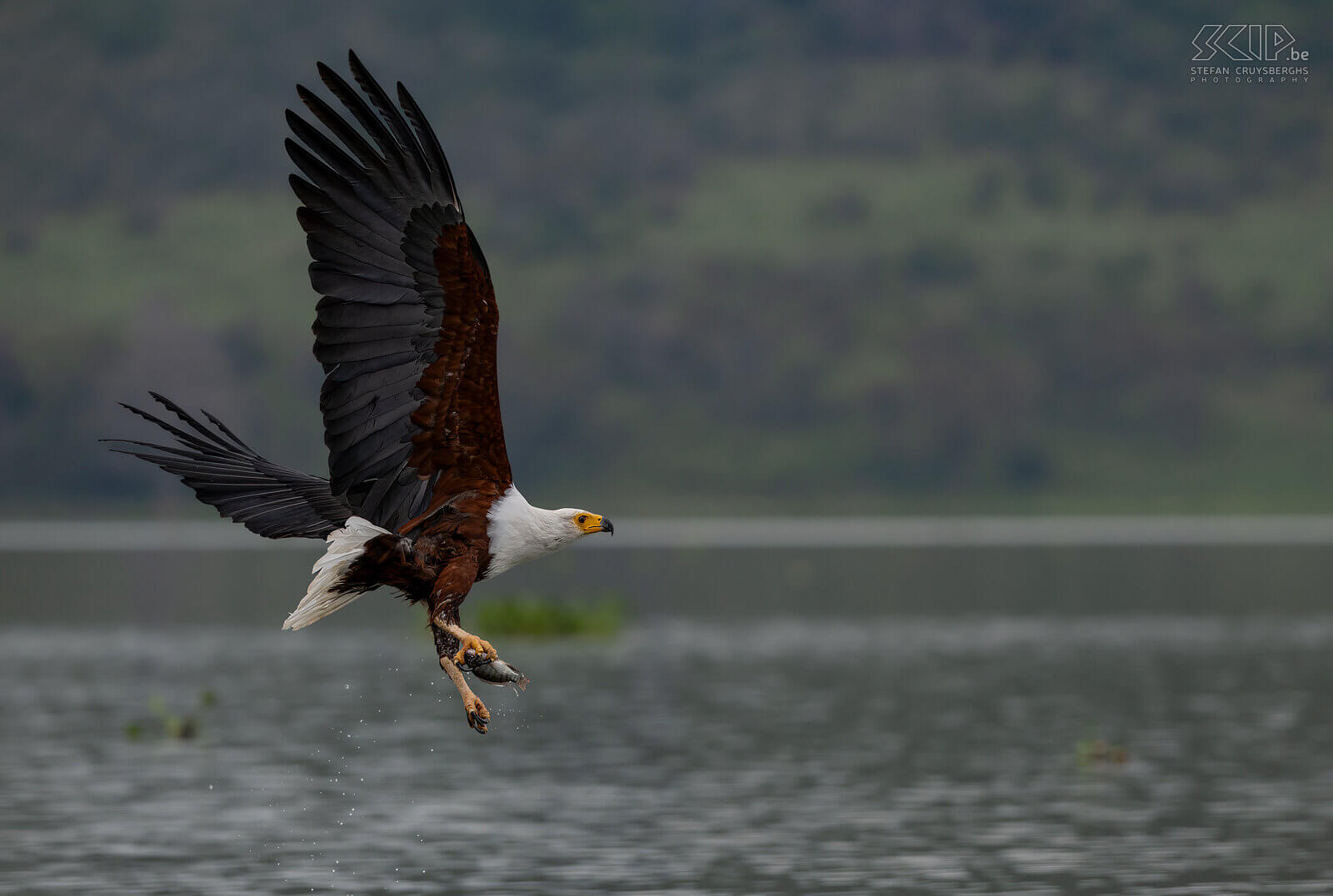 Lake Naivasha - Afrikaanse zeearend African fish eagle / Icthyophaga vocifer, vroeger Haliaeetus vocifer  Stefan Cruysberghs